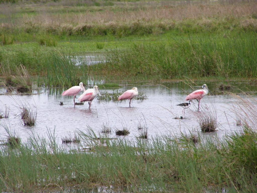 spoonbills