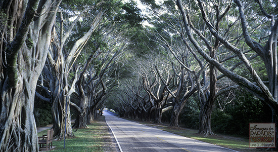 Bridge Road Image