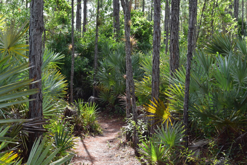 path into forest