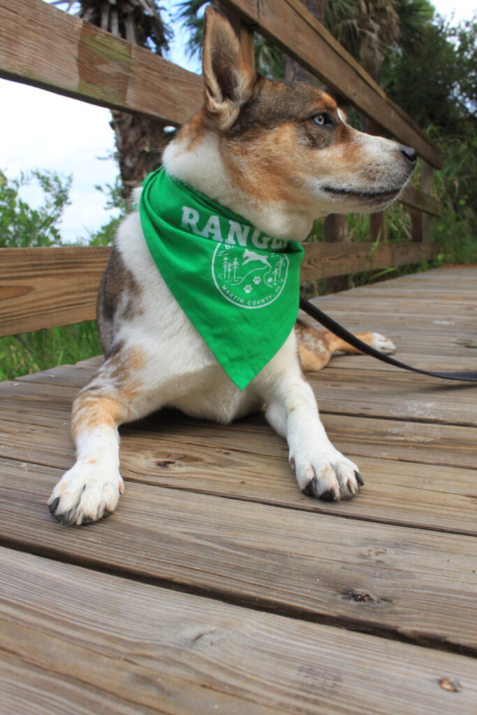 dog with a bandana on a wooden bridge