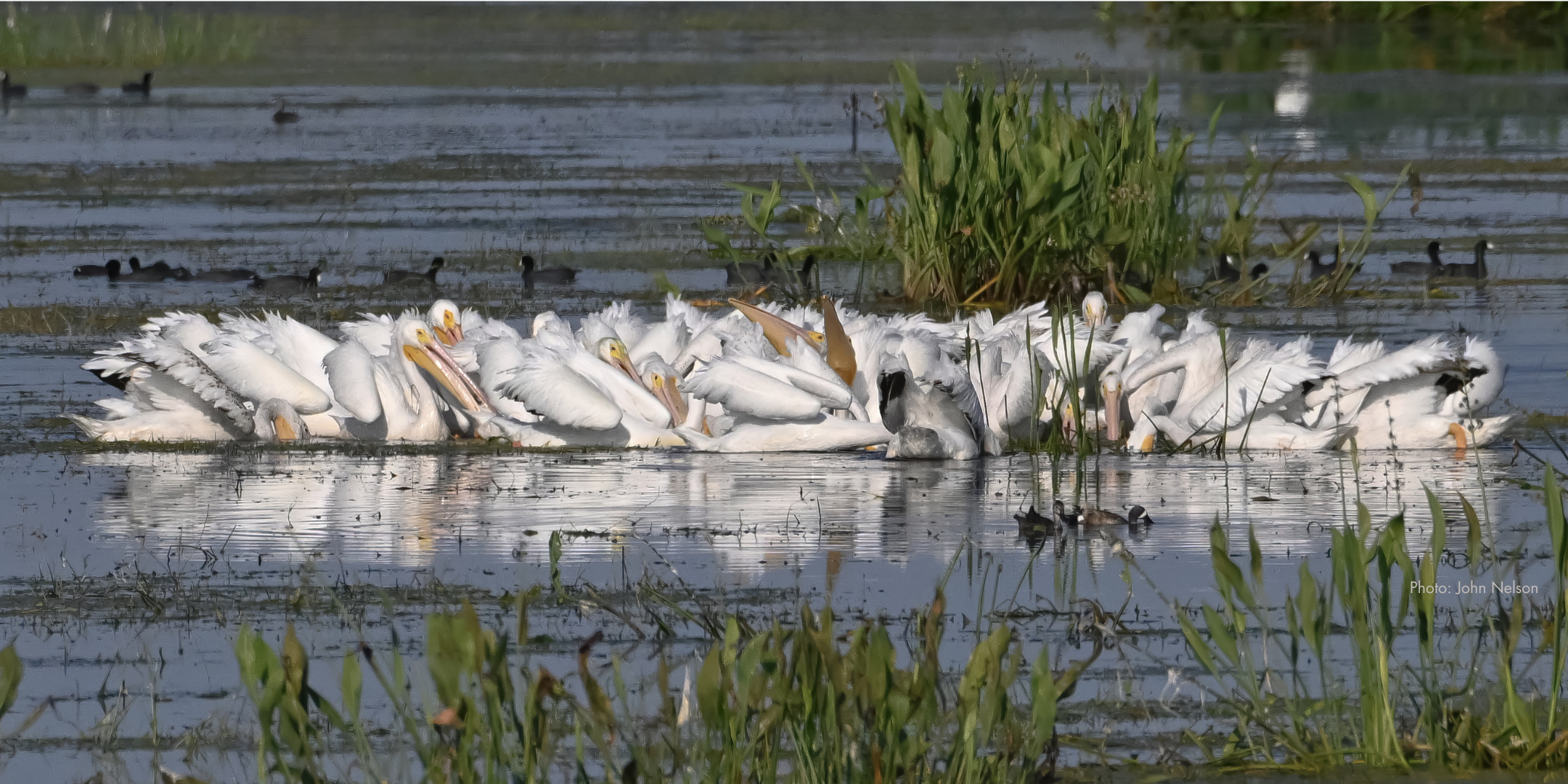 a ton of birds like at least 20