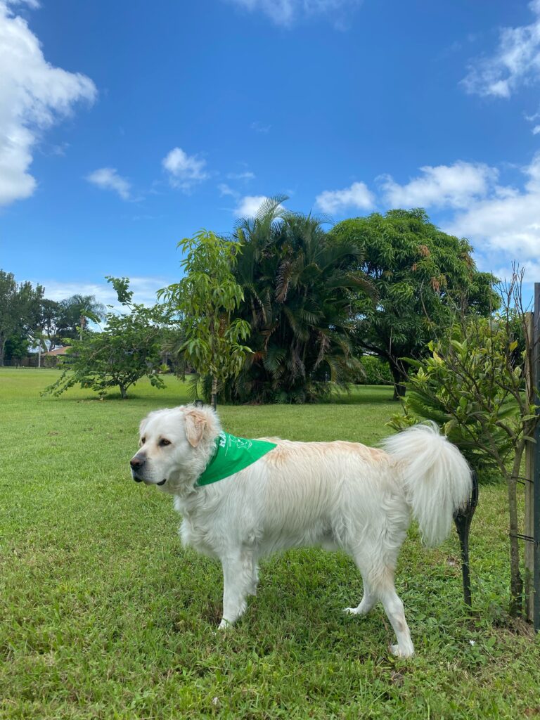 big white dog with bandana